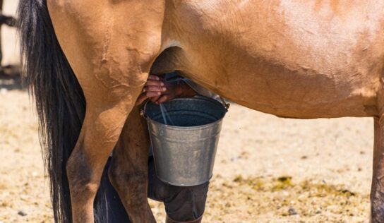 Stutenmilch – Wirkung, Anwendung, Tipps