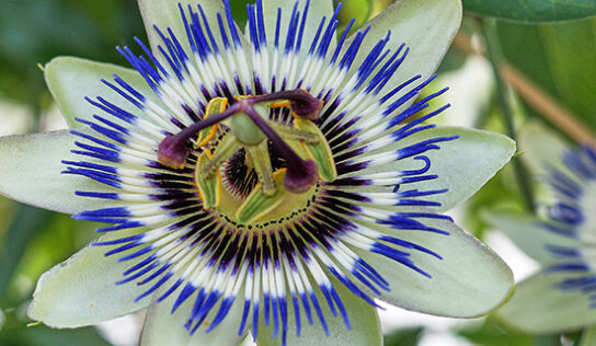 Passionsblume