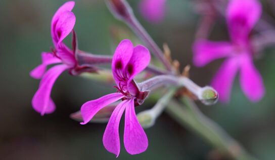 Kapland-Pelargonie