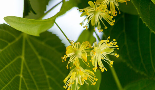 Lindenblüten