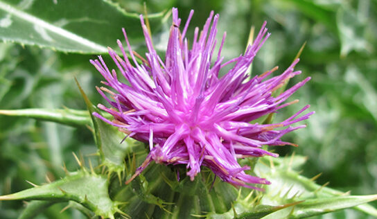 Mariendistel