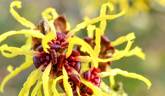 Hamamelis