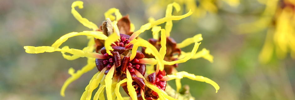 Hamamelis