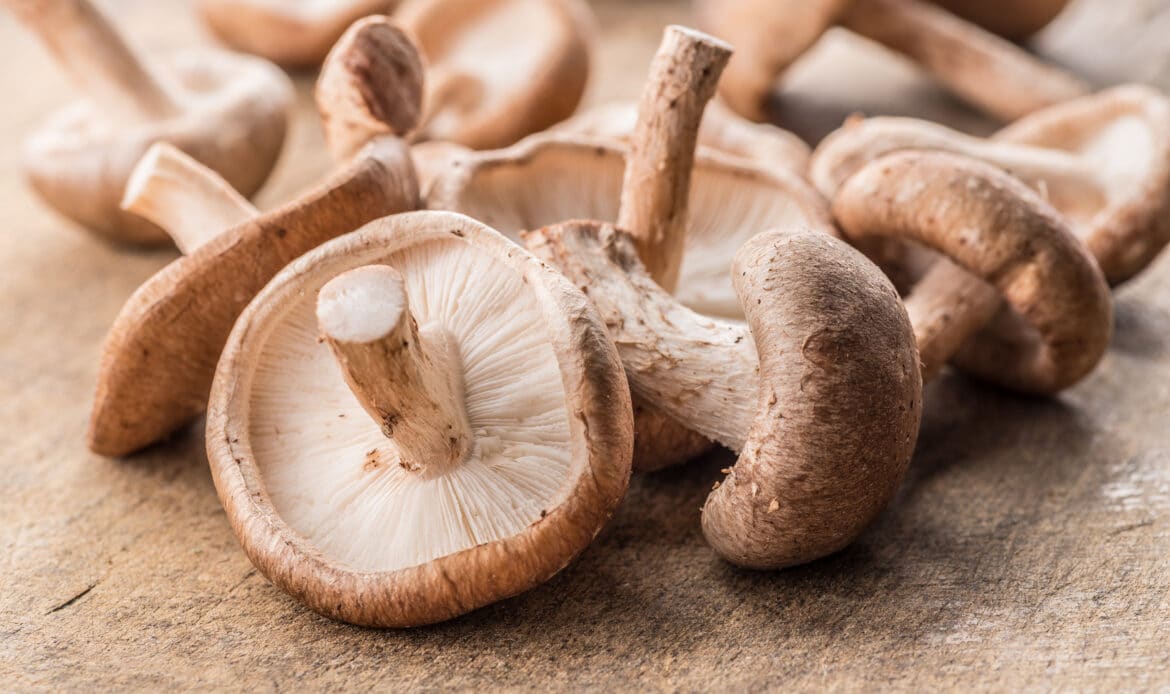 Der Shiitake-Pilz ist einer der bekanntesten und am besten untersuchten essbaren Pilze der Welt. Der japanische Name Shiitake bedeutet „Pilz, der am Pasaniabaum wächst“.