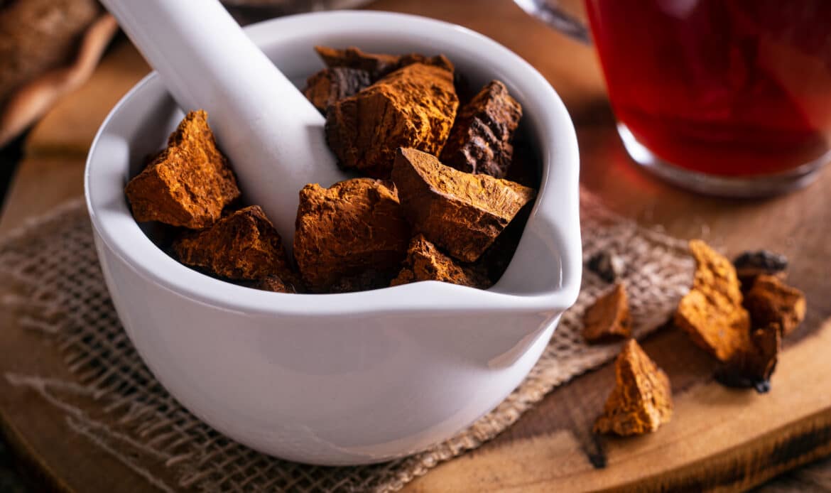 Der Chaga-Pilz wird auch liebevoll „Perle des Nordens“ genannt. In der finnischen und sibirischen Volksmedizin wird er traditionell gegen Magen-Darm-Beschwerden und zur Stärkung des Immunsystems eingesetzt.