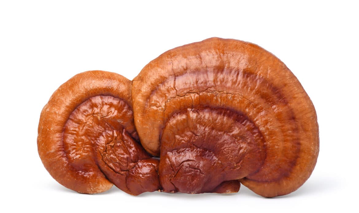 Reishi ist einer der bedeutendsten und ältesten Heilpilze der Welt. Seit etwa 4.000 Jahren wird er in der chinesischen Volksmedizin bei verschiedenen Krankheiten angewandt. Der Pilz kommt weltweit vor und wächst vorwiegend auf Laubbäumen, insbesondere auf Eichen.