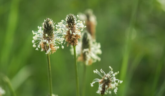 Spitzwegerichpollen-Allergie