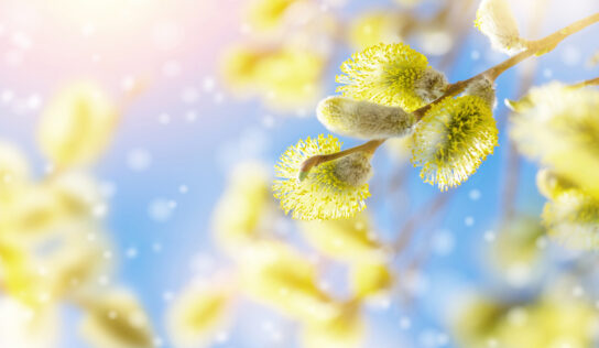 Weidepollen-Allergie