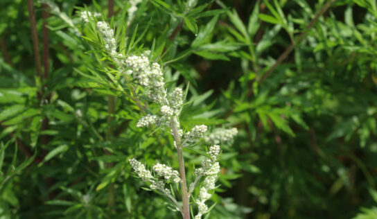 Beifußpollen-Allergie